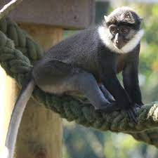 facts-about-the-white-throated-monkey