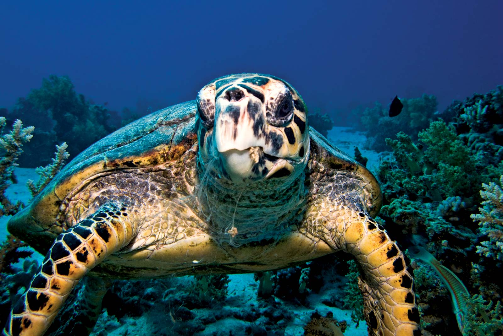 Hawksbill-sea-turtle-endangered-species-in-the-philippines