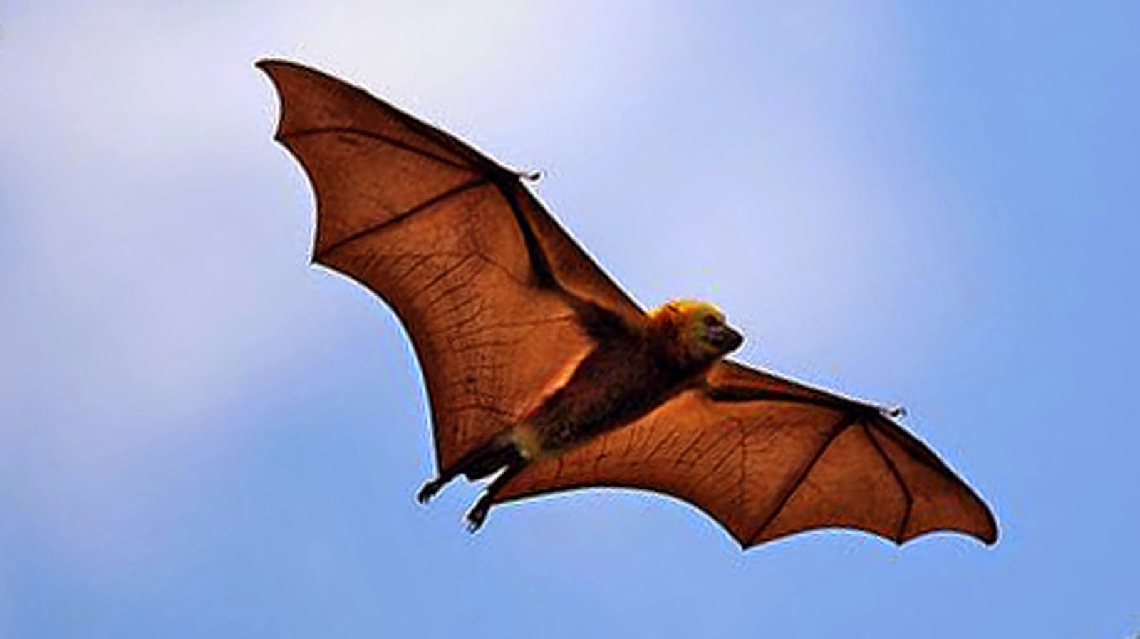 Philippine-Naked-backed-Fruit-Bat