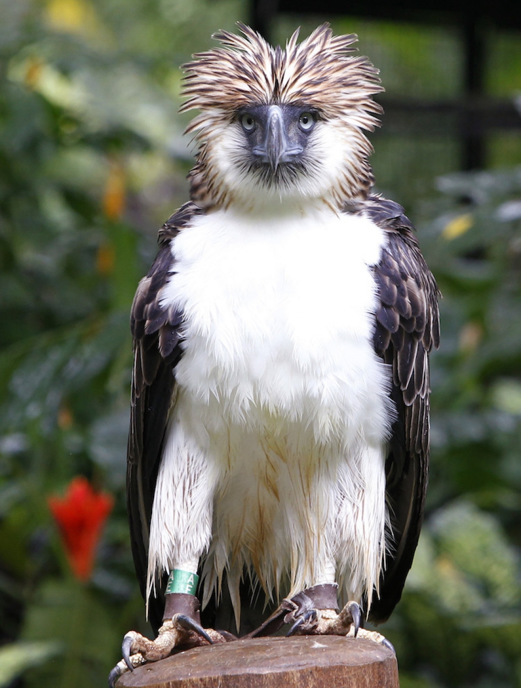 Philippine-eagle-endangered-species-in-the-philippines