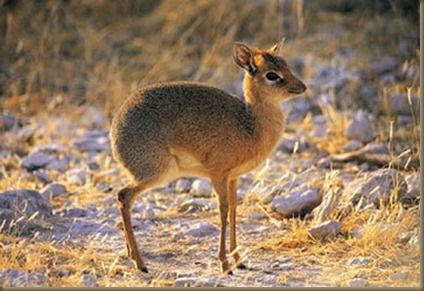 babalac-mouse-deer-pilandok-philippine-mouse-deer