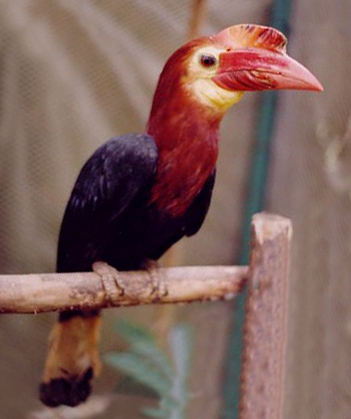 endangered-species-in-the-philippines