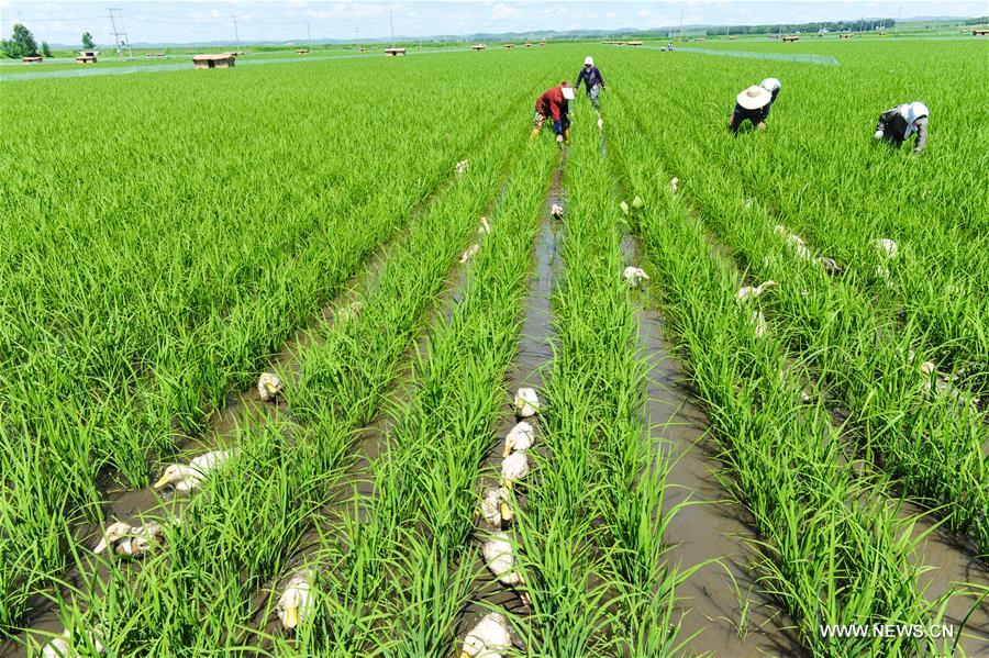 environmentally friendly farming methods