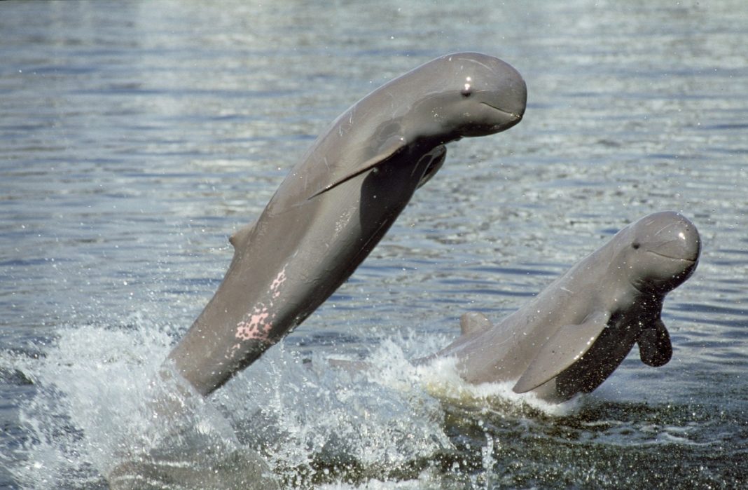 irrawaddy-dolpin-endangerecd-species-in-the-philippines