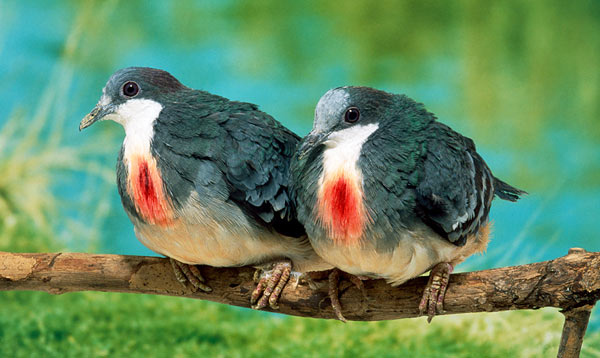 mindoro-bleeding-heart-dove-endangered-species-in-the-philippines