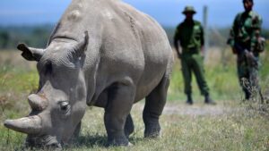 ภาคเหนือ-ขาว-แรดใกล้สูญพันธุ์-animals-in-africa