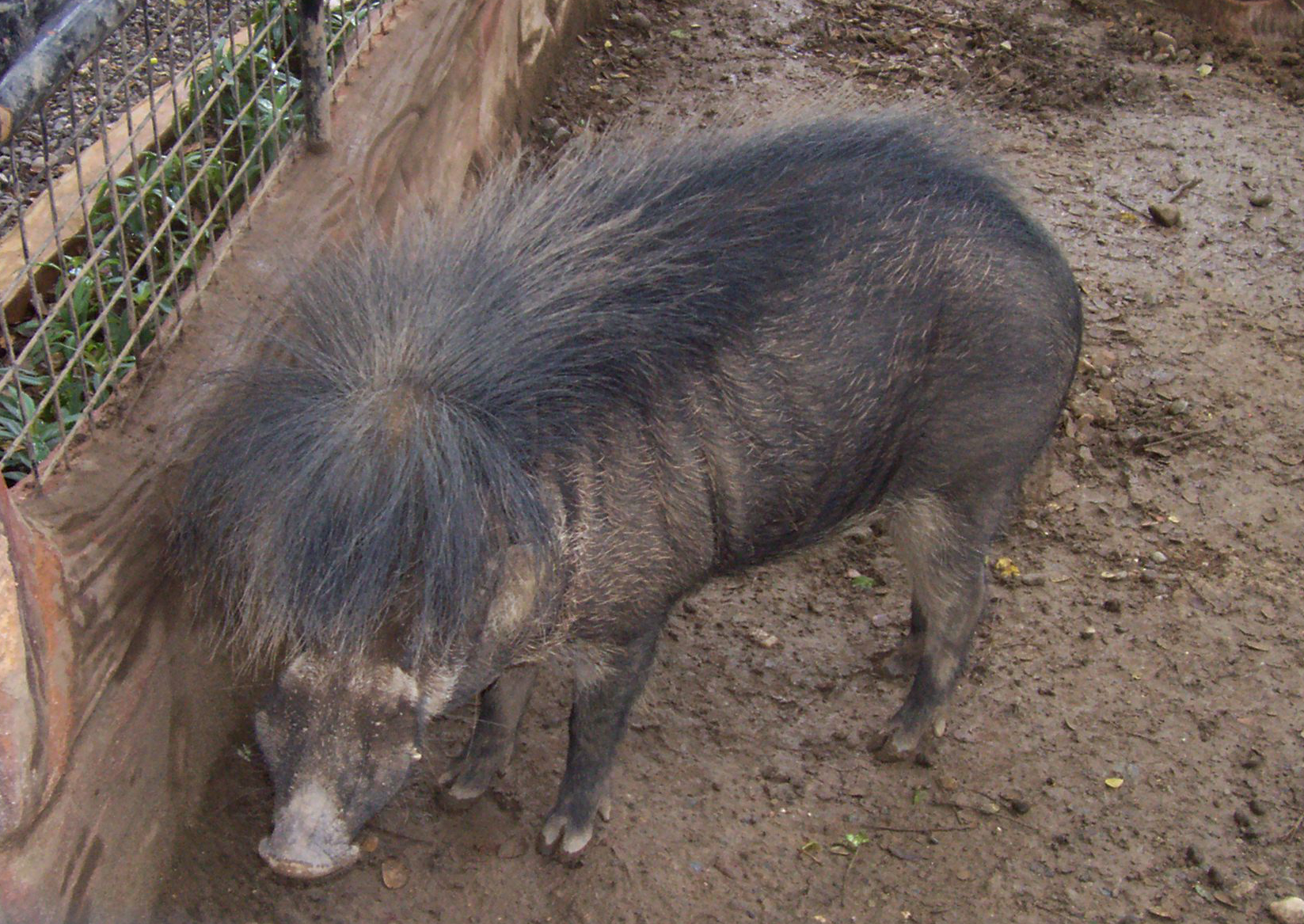 philippine-warty-pig-endangered-animals-in-the-philippines