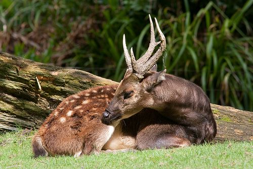 ATTACHMENT DETAILS philppine-deer-endangered-animals-in-the-philippine