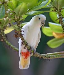 red-vented-cockatoo-philippinecockatoo-endangered-species-in-the-philippines