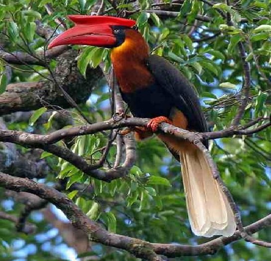 rufous-hornbill-endangered-species-in-the-philippines