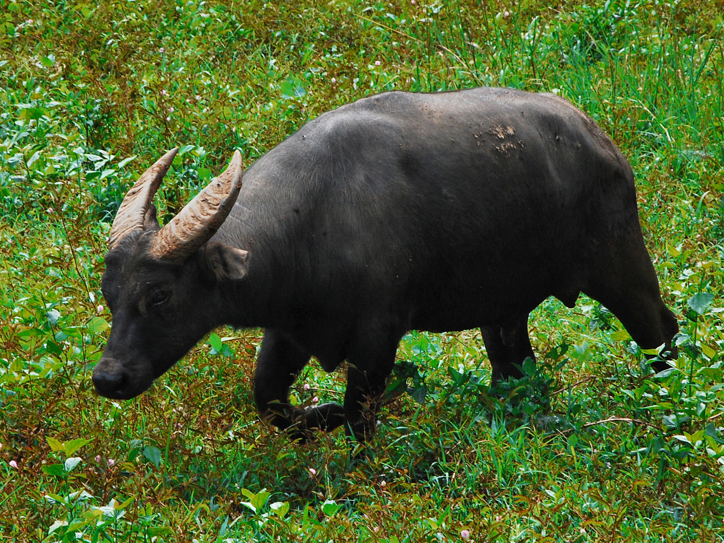 tamaraw-endangered-species-in-the-philippines