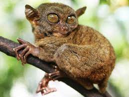 tarsier-endangered-species-in-the-philippines