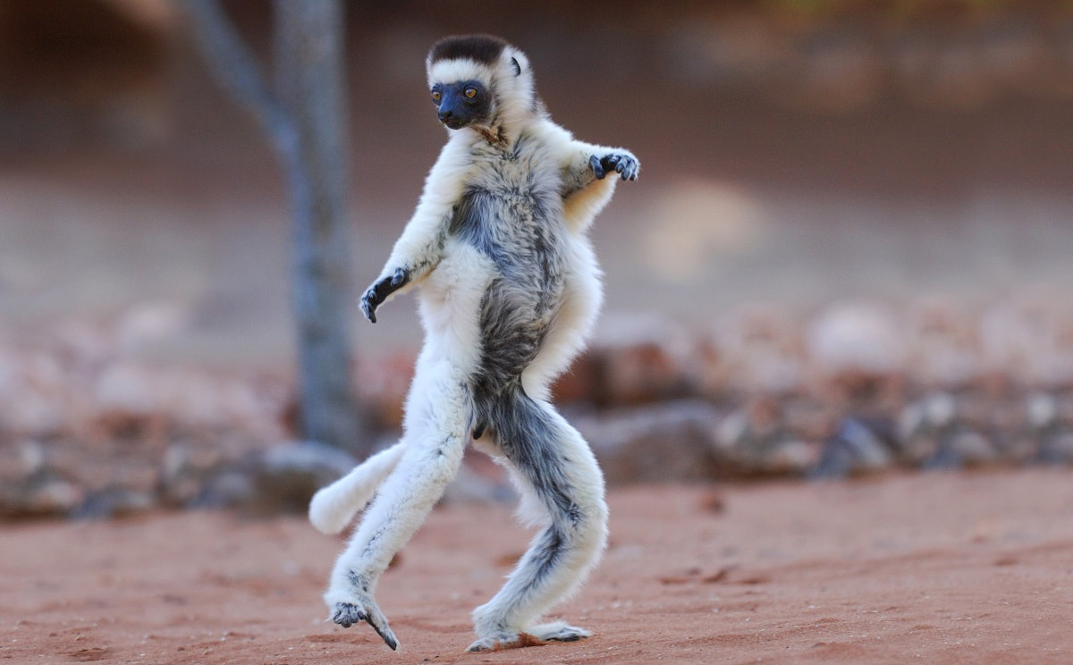 verreauxs-sifaka-ใกล้สูญพันธุ์-animals-in-แอฟริกา