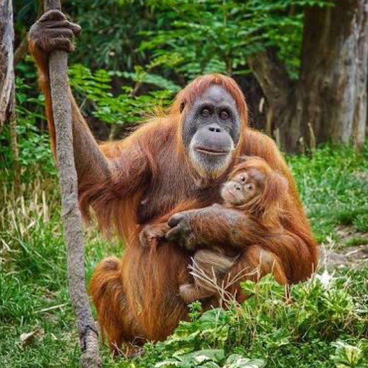 sumatran-orangutan-vs-bornean-orangutan