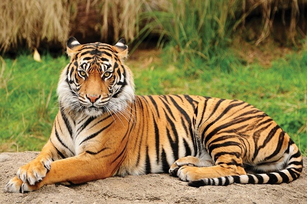Bengal-tiger-endangered-species-in-India