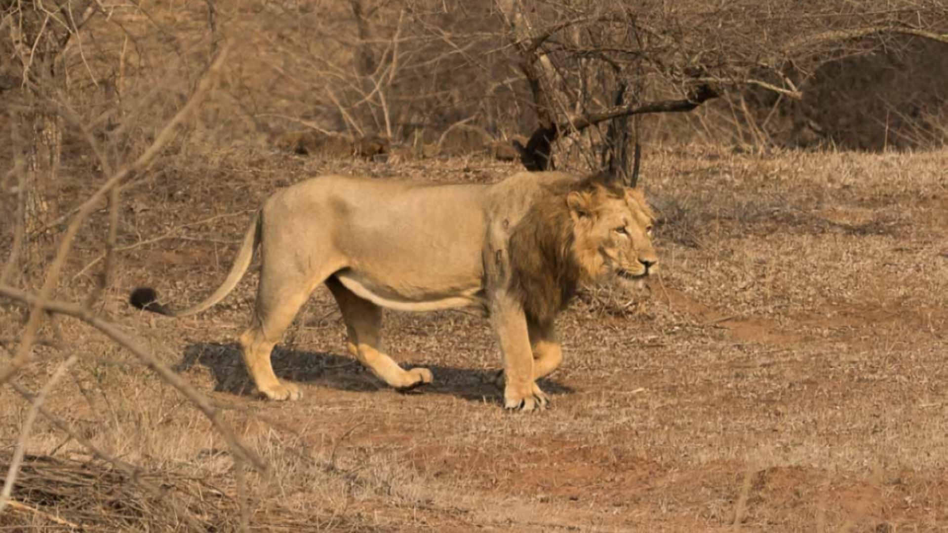 endangered-species-in-india
