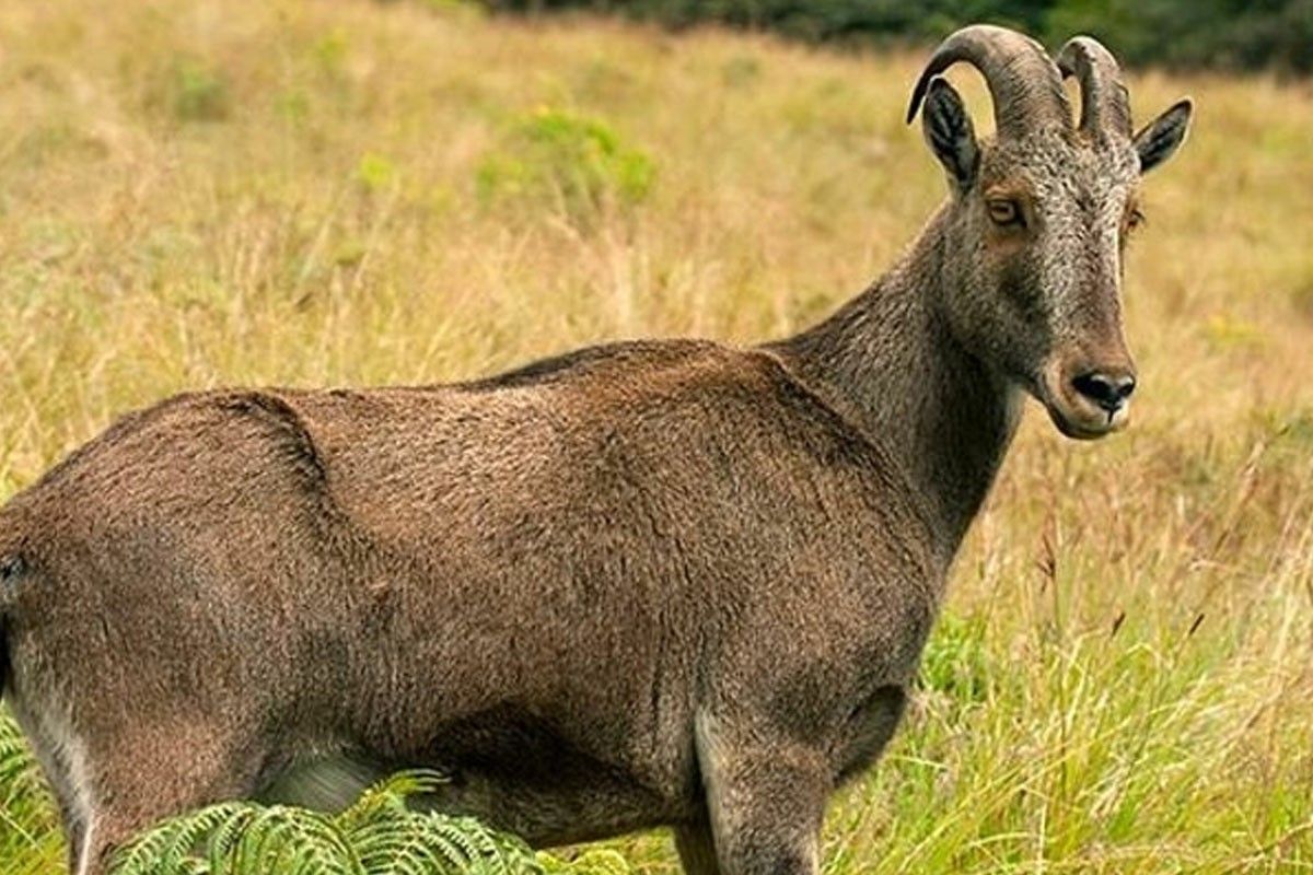 nilgiri-tahr-endangered-species-in-india