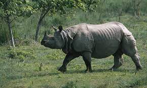 one-horned-rhinoceros-endangered-species-in-india
