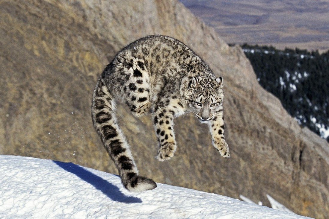 endangered-species-in-india