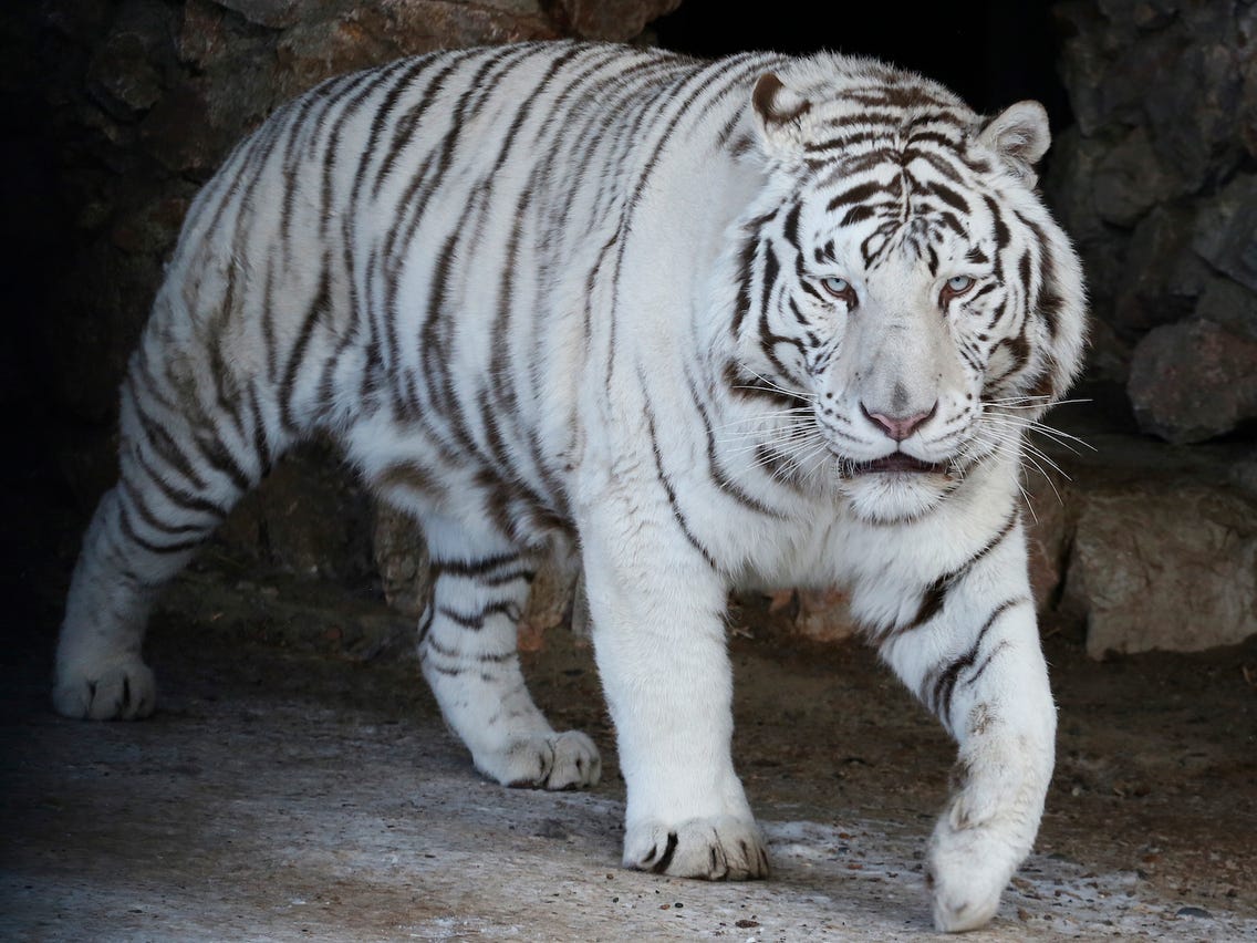 white-bengal-tiger-endangered-animals-in-india