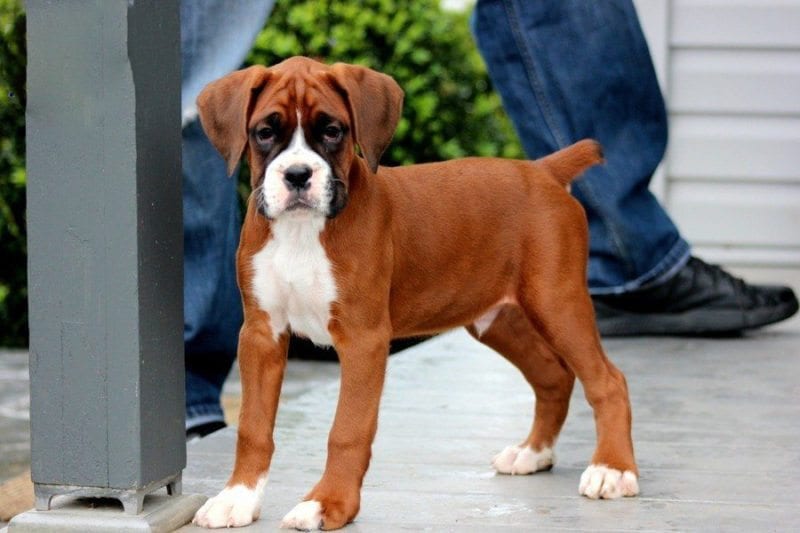 Boxer-puppies