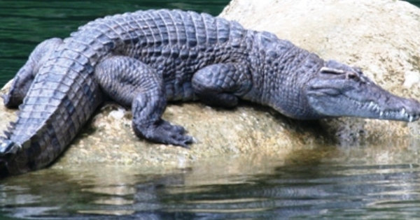 Philippine-crocodile-endangered-species-in-the-philippines