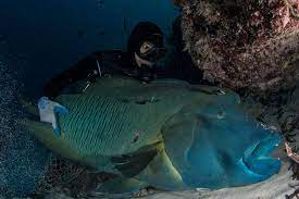 humphead-wrasse-멸종 위기에 놓인 해양 동물