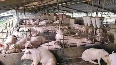 কিভাবে-শুরু করা যায়-একটি-শুয়োরের-খামার-ব্যবসা-প্রবর্তক-গাইড