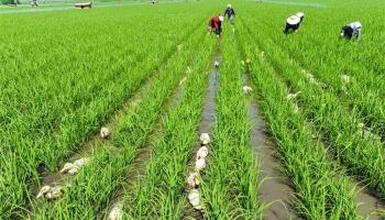 important-things-about-biodynamic-farming