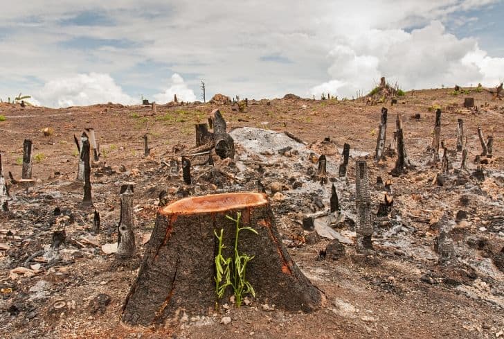 Effects of Deforestation on Humans