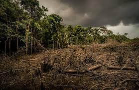 effects of deforestation on the environment