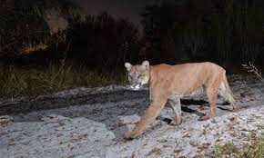 florida-panther-endangered-species-in-florida