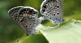 miami-blue-butterfly-endangered-species-in-floridamiami-blue-butterfly-endangered-species-in-florida