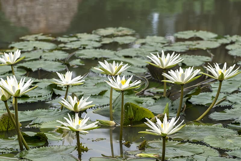 characteristics of aquatic plants