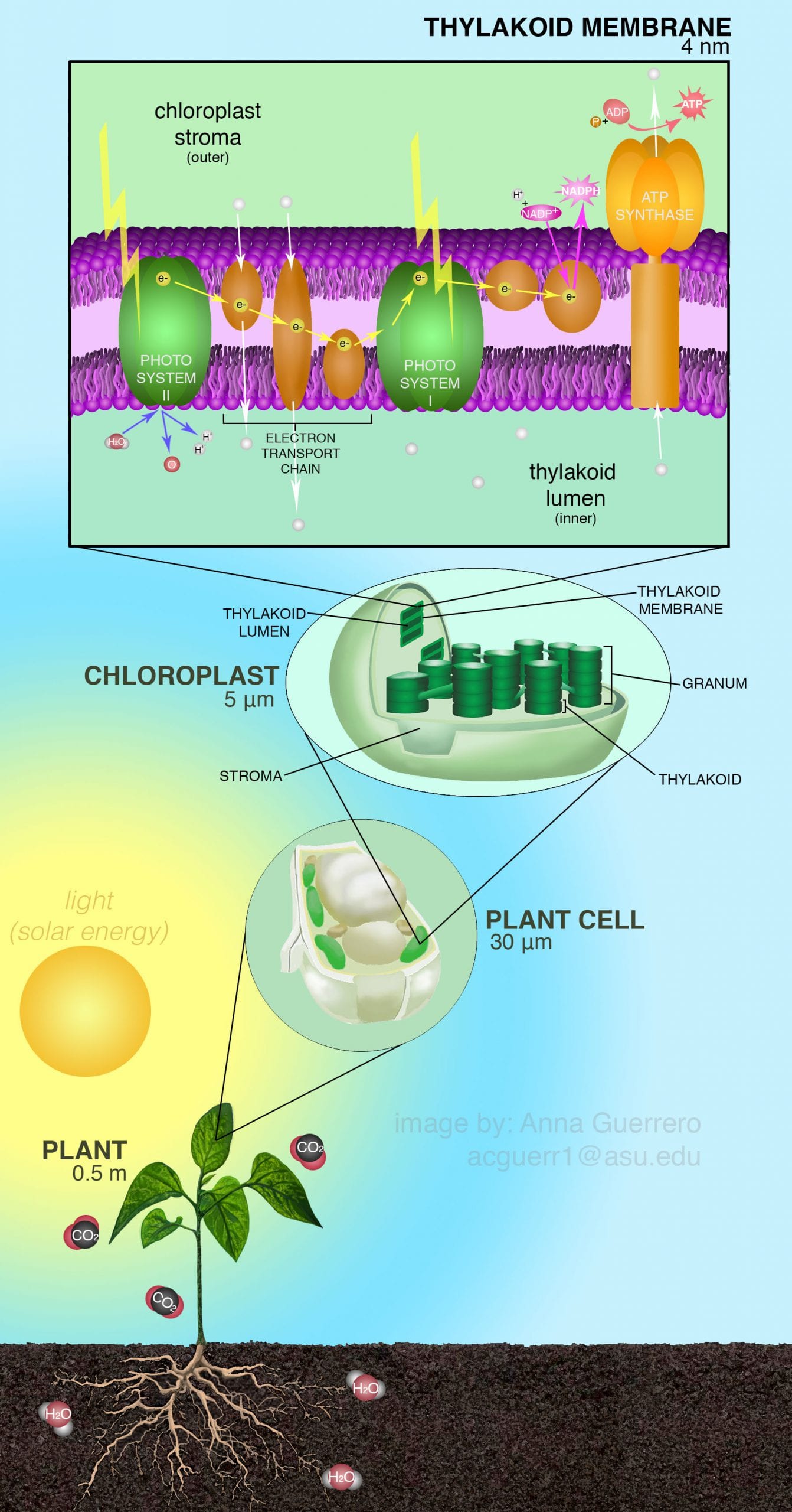 How is solar energy stored in plants
