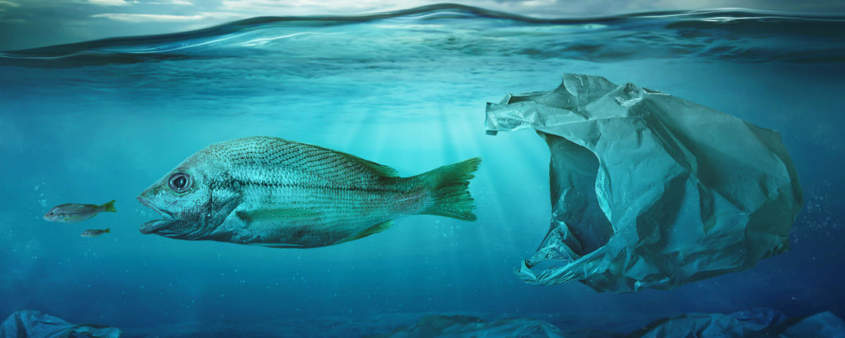 Effects of Water Pollution on Aquatic Life