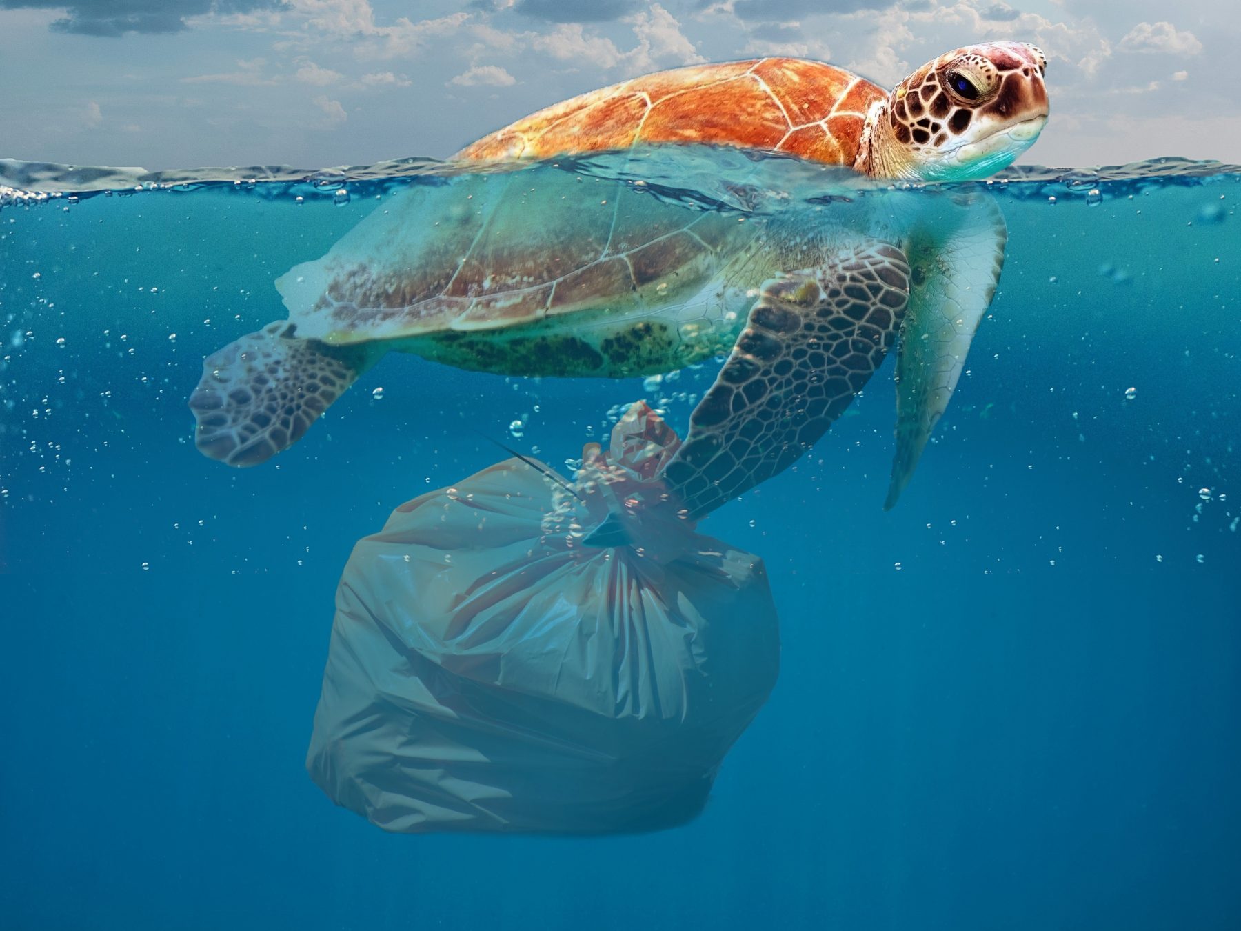 Effects of Plastic Pollution in the Ocean