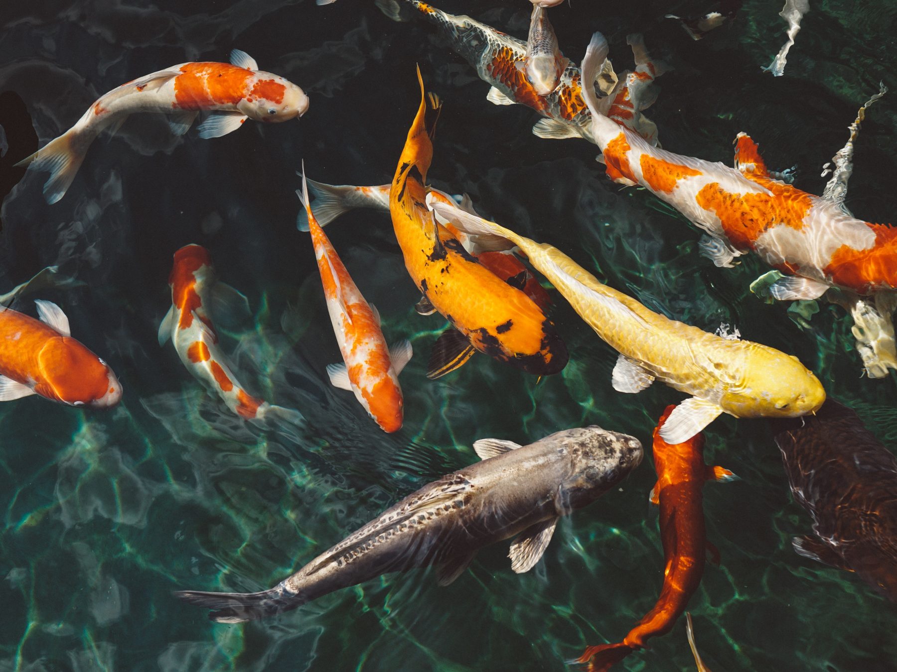 the causes of biodiversity loss