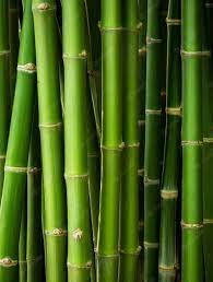 Home Environment Bamboo Sheets. Bamboo plants.