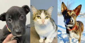 Best Friends Animal Society  (BFAS) 