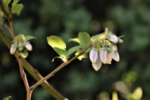 Japanese blueberry tree problems