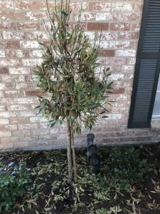 Japanese blueberry tree
