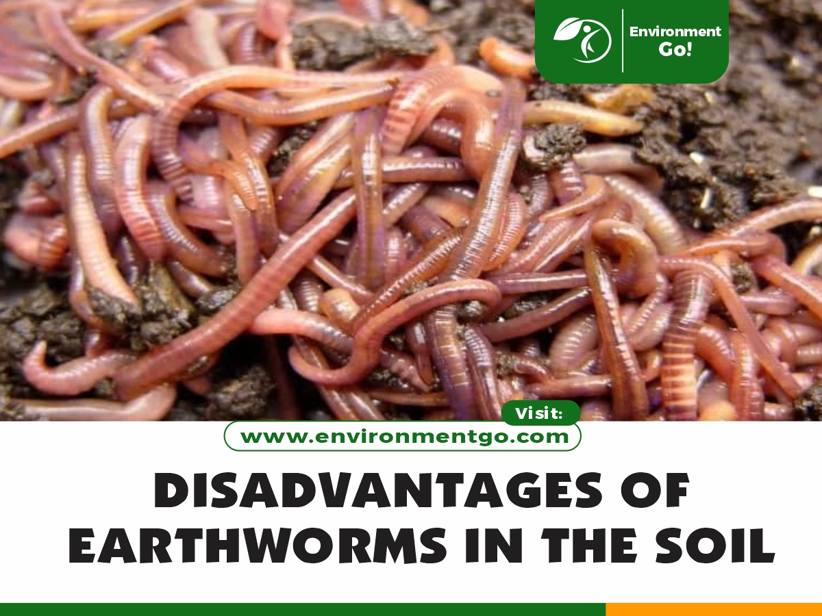 disadvantages of earthworms in soil
