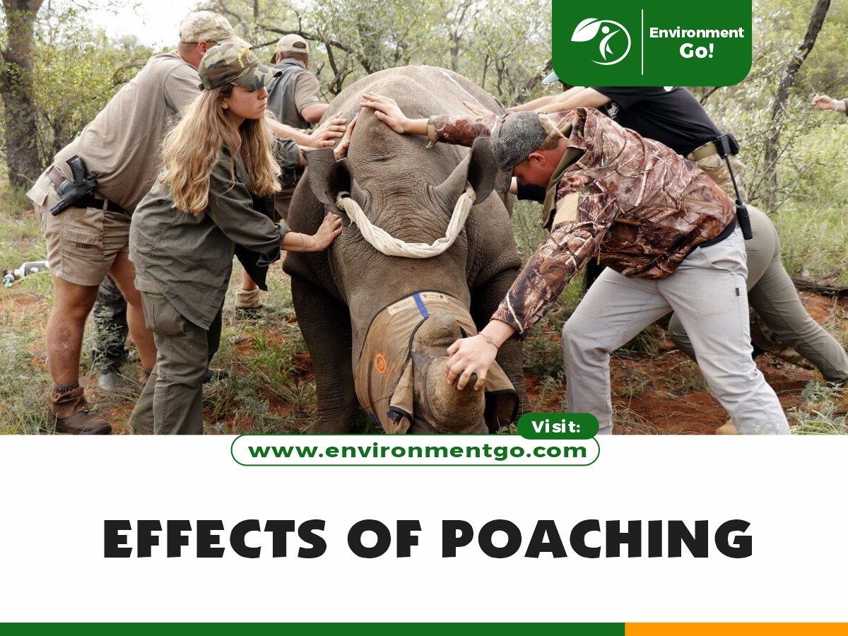 effects of poaching
