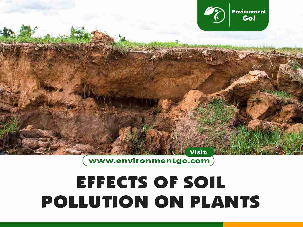 effects of soil pollution on plants
