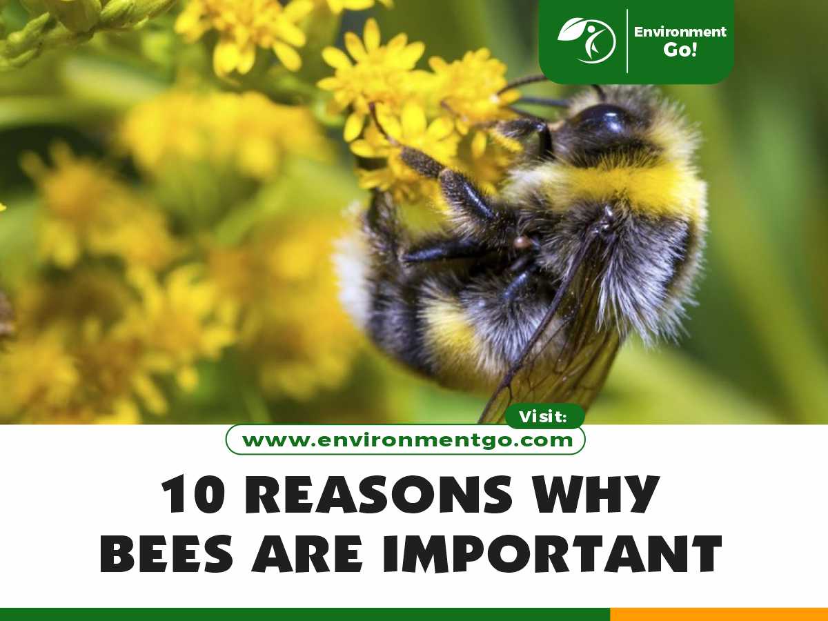 10 reasons why bees are important