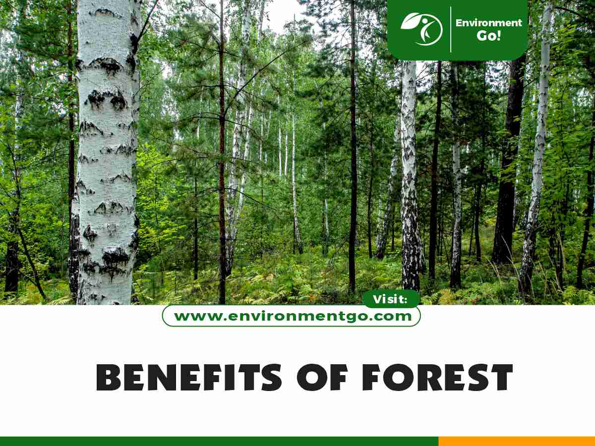 Benefits of Forest