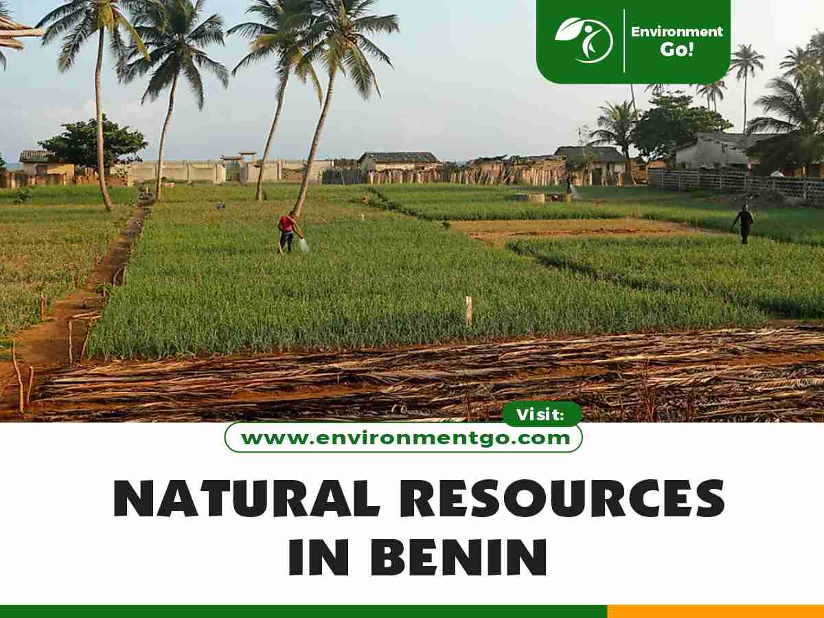 Top 10 Natural Resources in Benin Republic