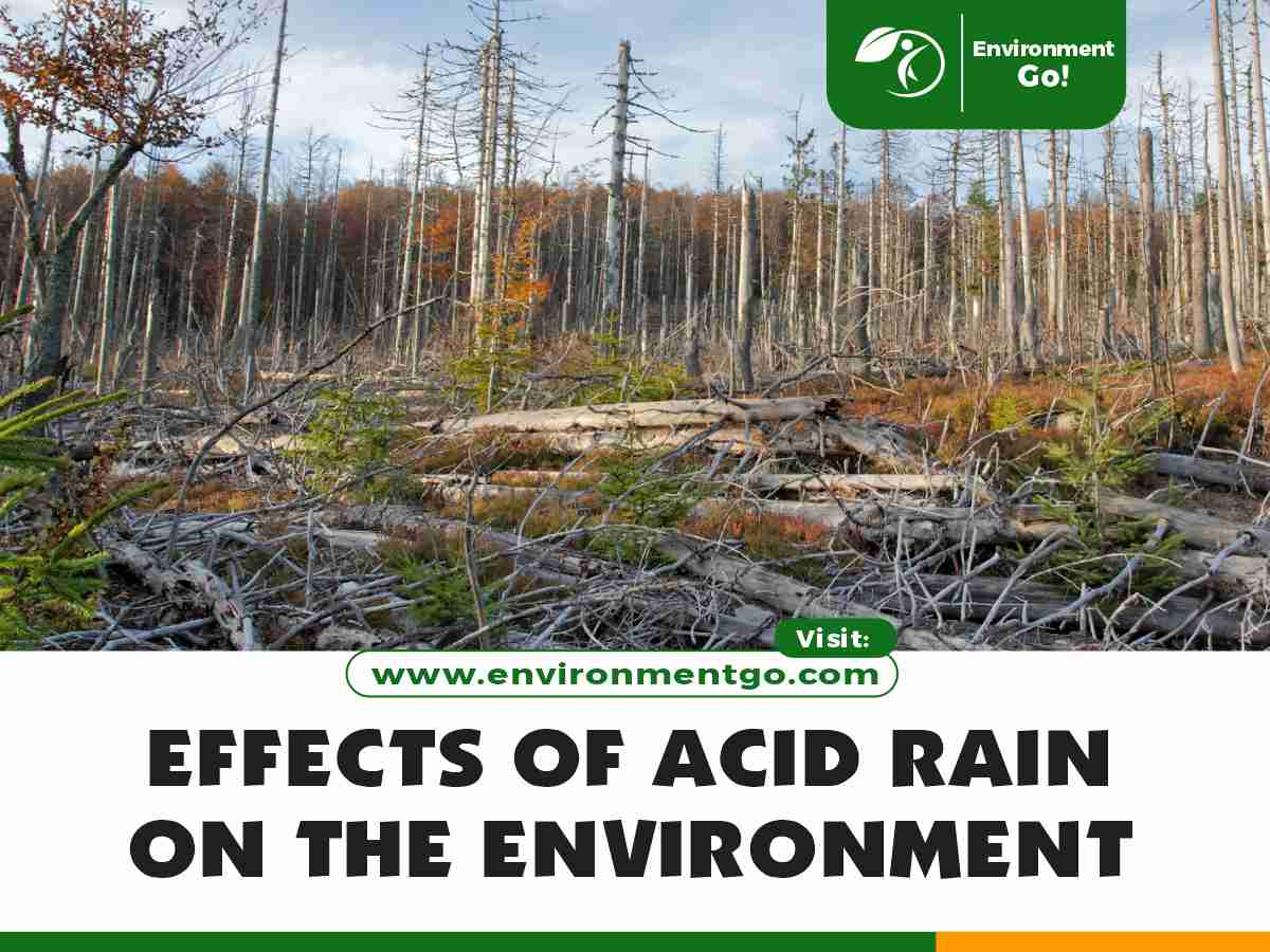 effects of acid rain on the environment