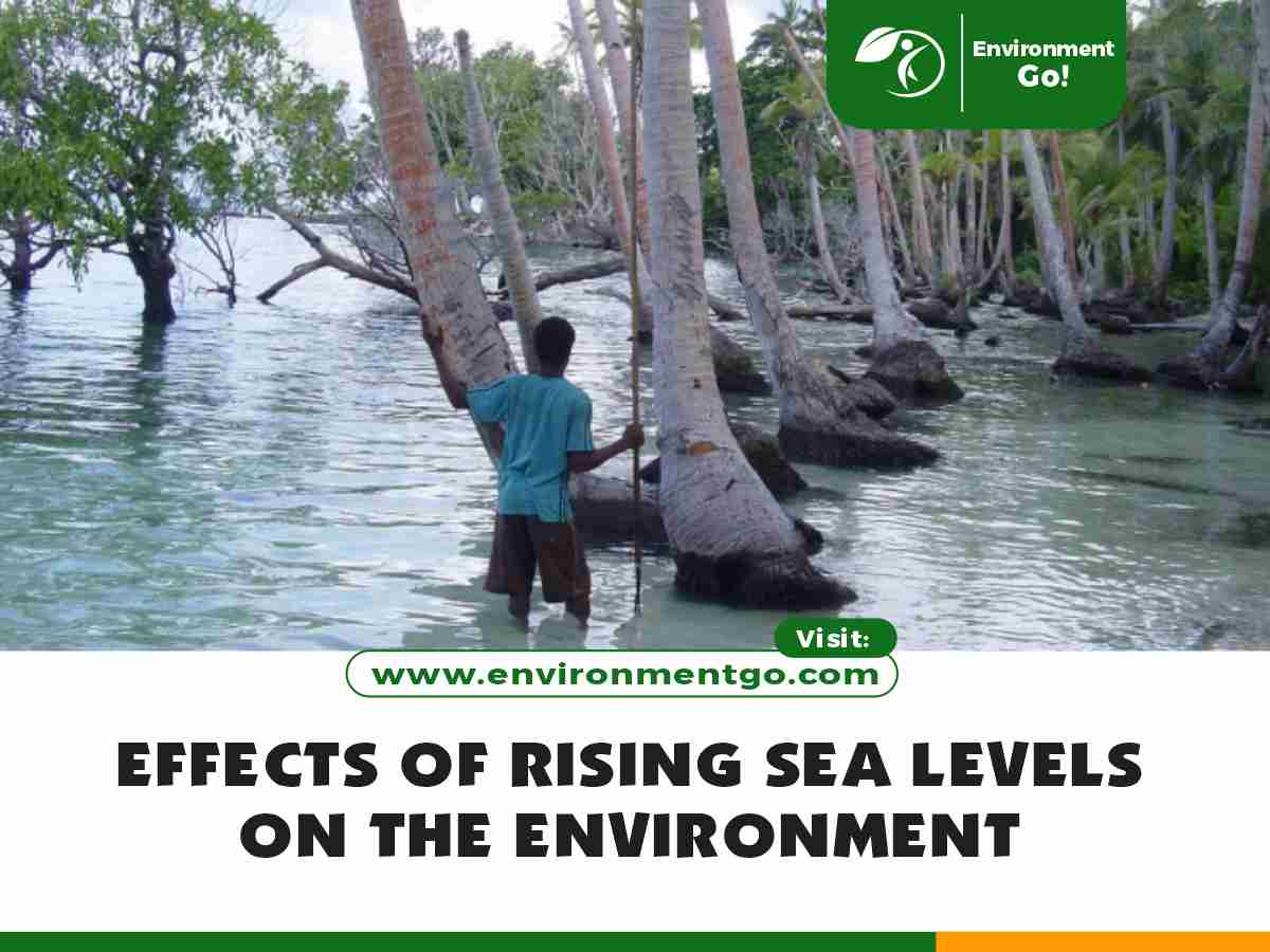 effects of rising sea levels on the environment